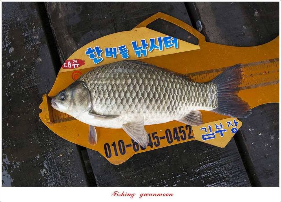 한버들 41 cm405 cm실리곡 마릿수 조황 (조황조행기 - 특파원조황)