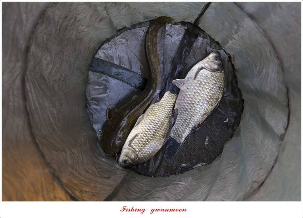 문골 41 cm 사짜 대물한버들 39 cm 조황 소식 (조황조행기 - 특파원조황)