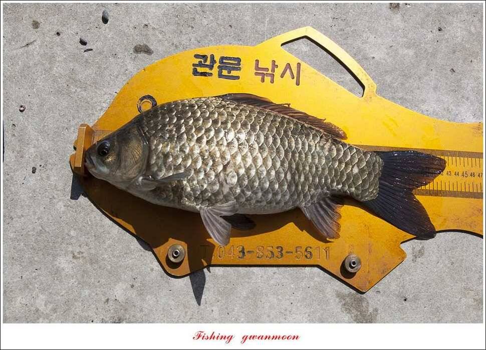 한버들 43 cm 40 cm실리곡 43 cm 사짜 대물 (조황조행기 - 특파원조황)