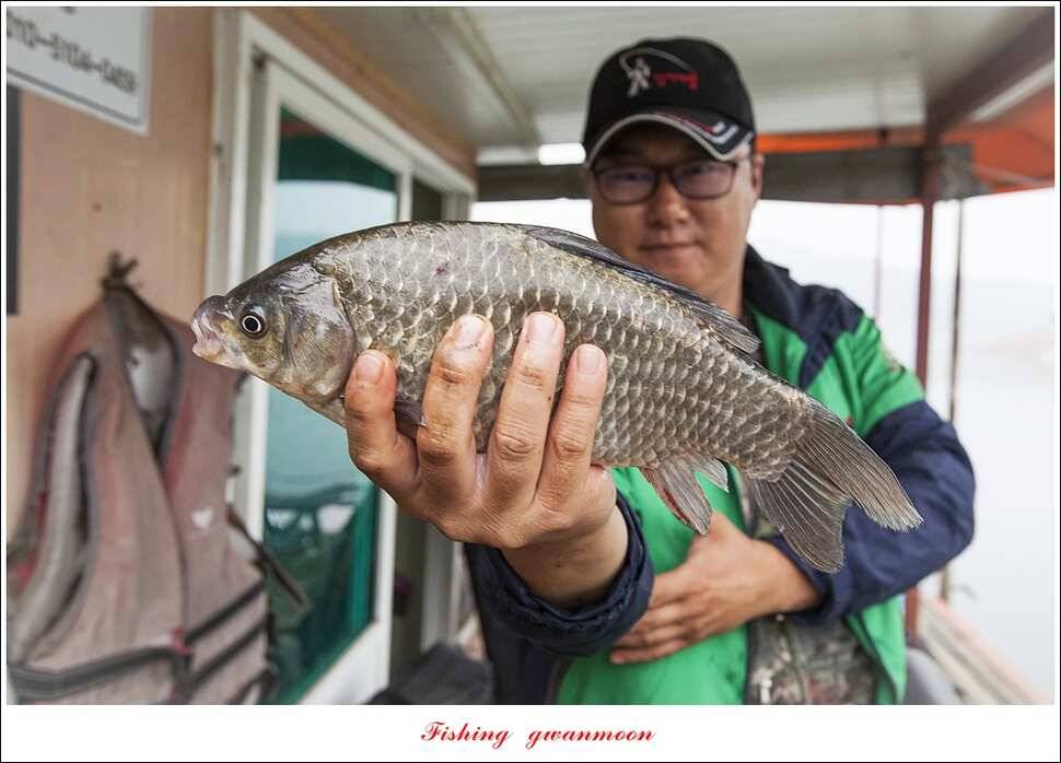 문골 41 cm 사짜 대물한버들 39 cm 조황 소식 (조황조행기 - 특파원조황)