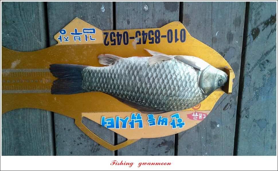 돌감실리곡한버들화곡지 조황 (조황조행기 - 특파원조황)