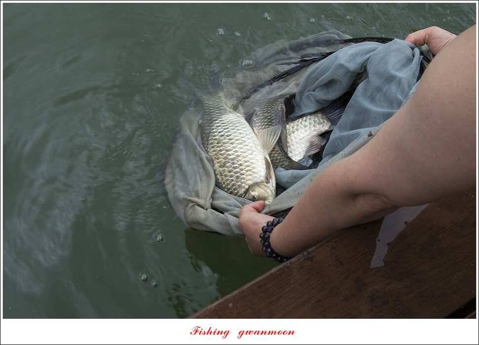 한버들 41 cm405 cm실리곡 마릿수 조황 (조황조행기 - 특파원조황)