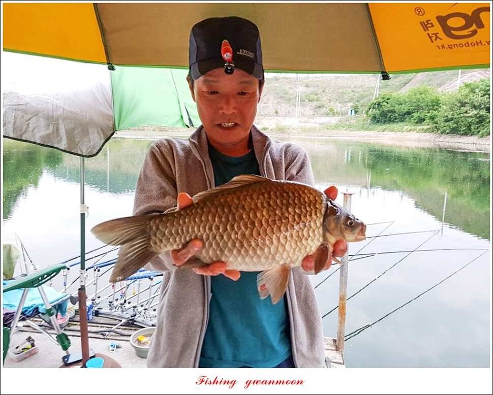 한버들 사짜 및 월척 대박화곡지 사짜신매 월척실리곡 월척 (조황조행기 - 특파원조황)