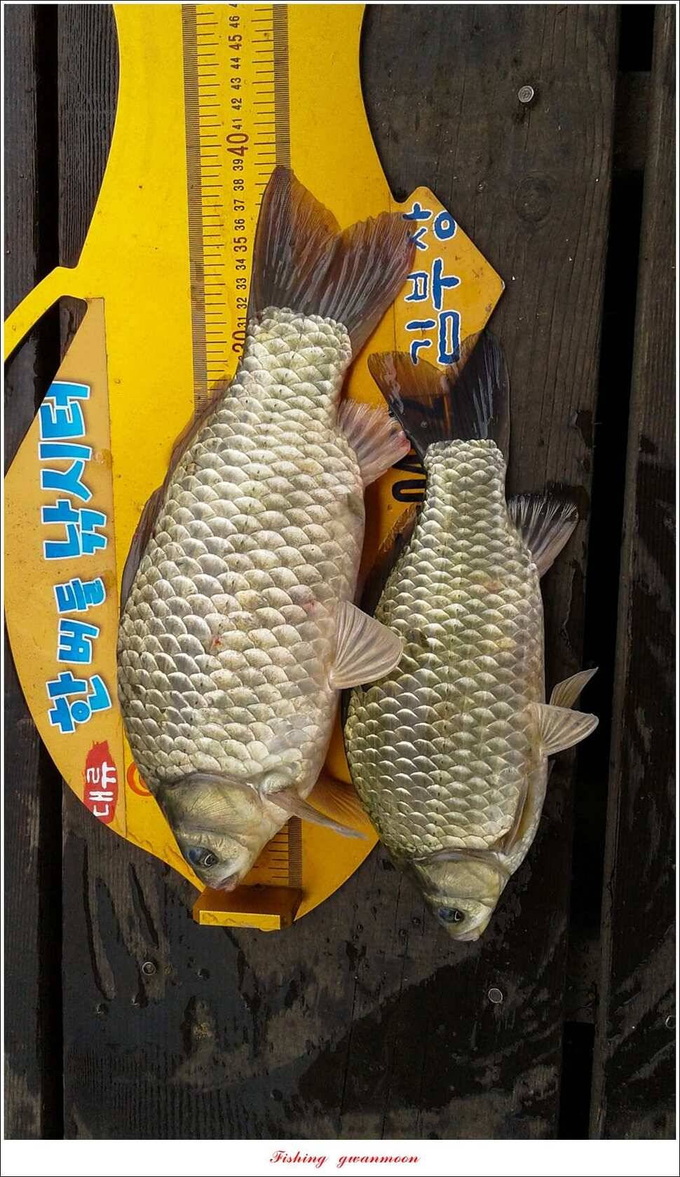 문골 41 cm 사짜 대물한버들 39 cm 조황 소식 (조황조행기 - 특파원조황)
