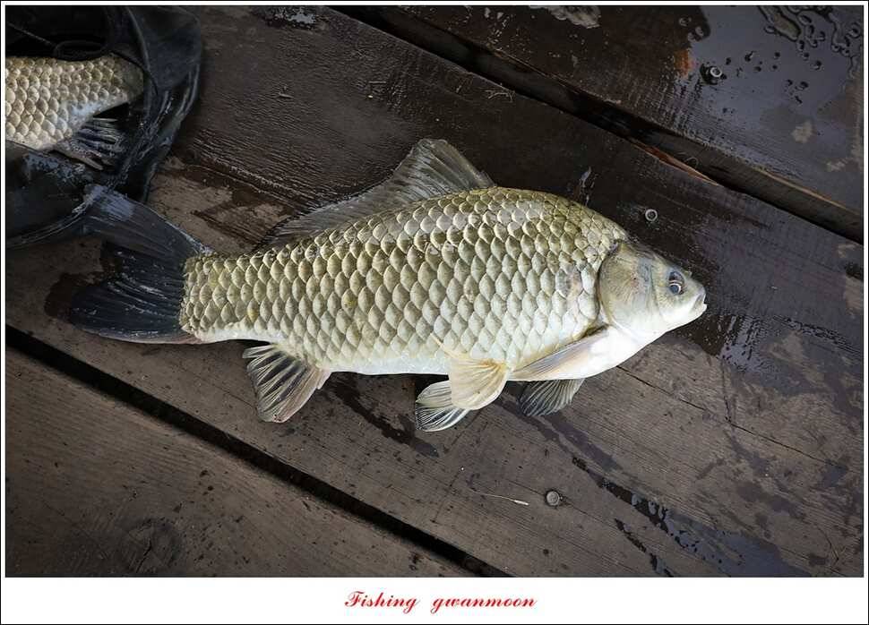 한버들 41 cm40 cm늘푸른 키로장어화곡지 사짜 (조황조행기 - 특파원조황)