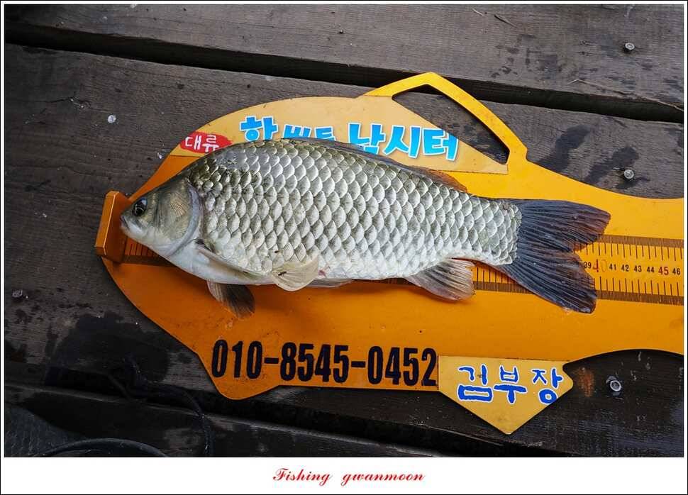 한버들 41 cm40 cm늘푸른 키로장어화곡지 사짜 (조황조행기 - 특파원조황)