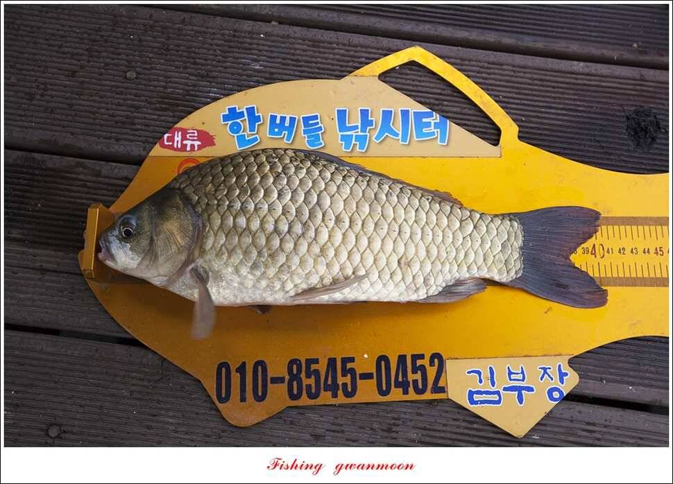 한버들 41 cm405 cm실리곡 마릿수 조황 (조황조행기 - 특파원조황)