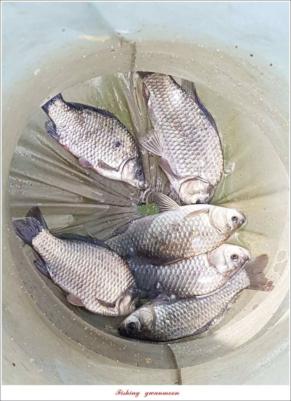 한버들 사짜 및 월척 대박화곡지 사짜신매 월척실리곡 월척 (조황조행기 - 특파원조황)