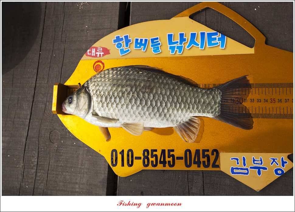 한버들 415 cm39 cm신매 월척 조황 (조황조행기 - 특파원조황)
