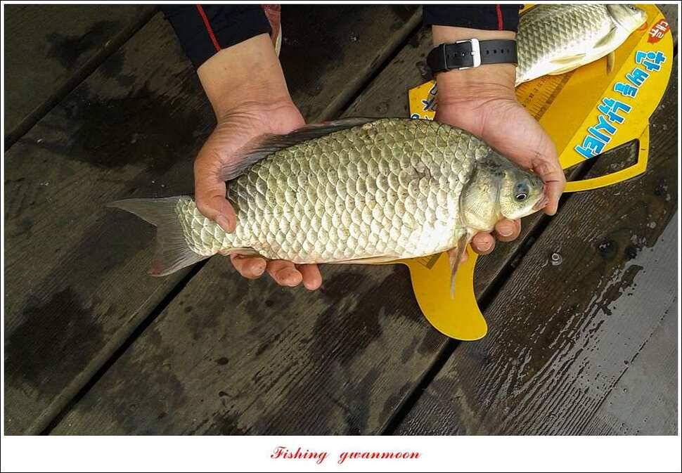 문골 41 cm 사짜 대물한버들 39 cm 조황 소식 (조황조행기 - 특파원조황)