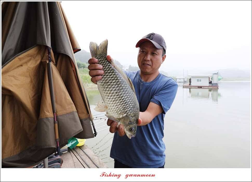 한버들 41 cm40 cm늘푸른 키로장어화곡지 사짜 (조황조행기 - 특파원조황)