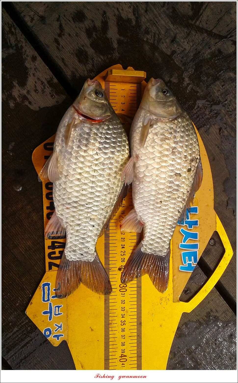 문골 41 cm 사짜 대물한버들 39 cm 조황 소식 (조황조행기 - 특파원조황)