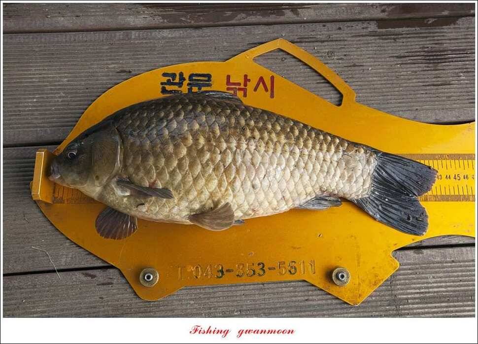 병호 45 cm제일 43 cm 외3 수한버들 42 cm (조황조행기 - 특파원조황)