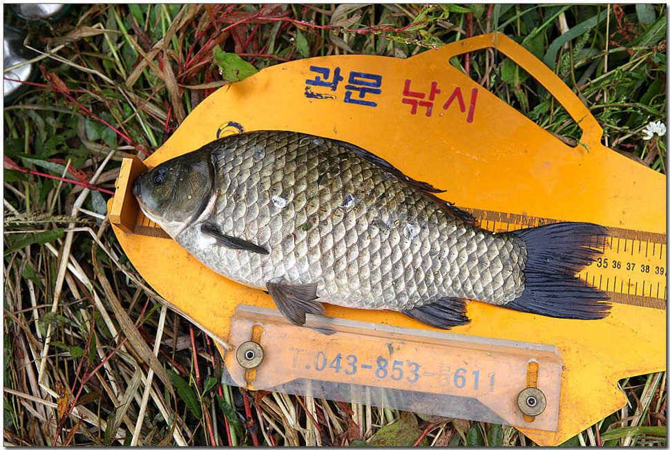 소류지 대물충주권 조황 (조황조행기 - 특파원조황)
