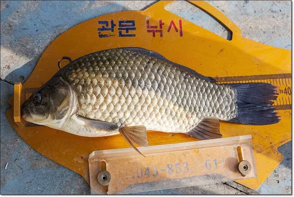병호 39 cm늘푸른 장어 (조황조행기 - 특파원조황)