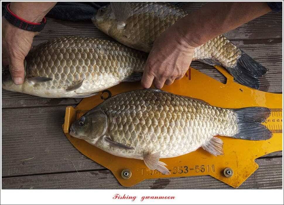 병호 45 cm제일 43 cm 외3 수한버들 42 cm (조황조행기 - 특파원조황)