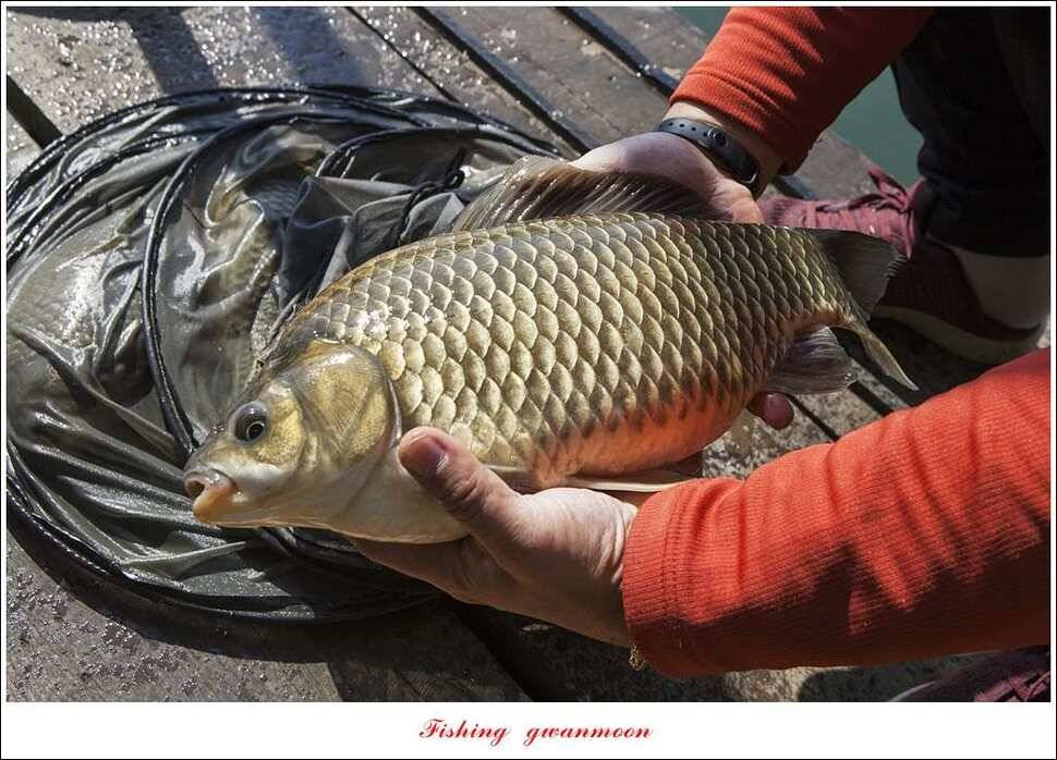 한버들 43 cm 40 cm실리곡 43 cm 사짜 대물 (조황조행기 - 특파원조황)
