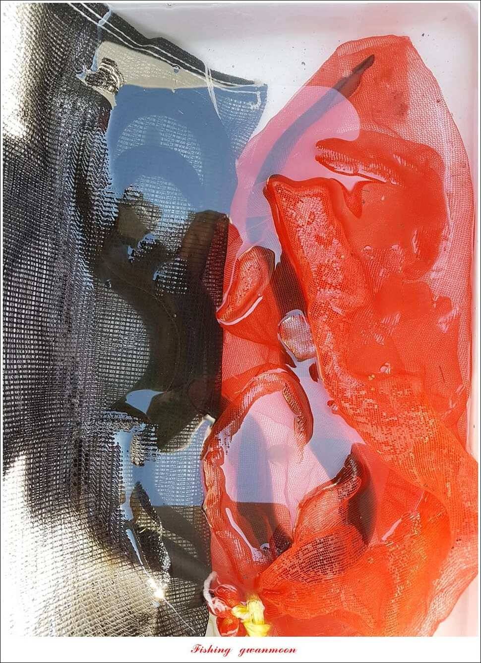 늘푸른화곡지실리곡신매 조황 (조황조행기 - 특파원조황)