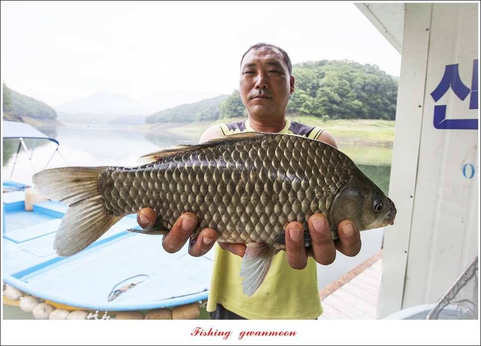 신매 사짜윤한버들 월척 조황 (조황조행기 - 특파원조황)