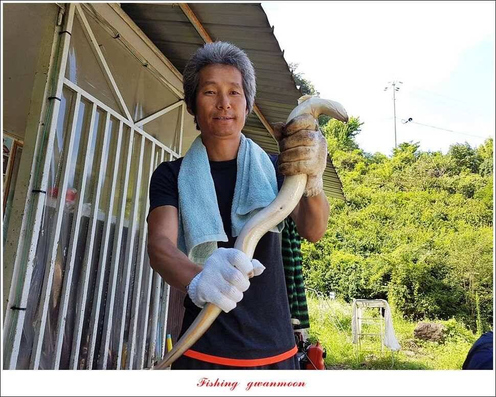 늘푸른화곡지실리곡신매 조황 (조황조행기 - 특파원조황)