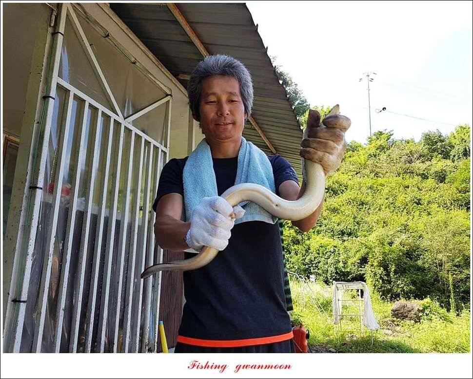 늘푸른화곡지실리곡신매 조황 (조황조행기 - 특파원조황)