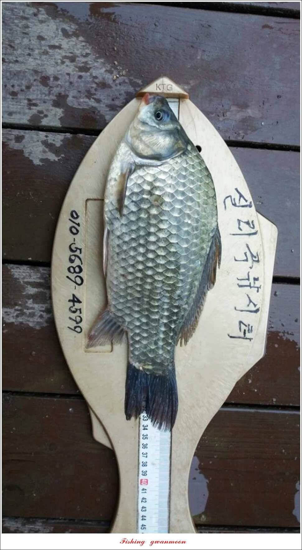 한버들 사짜 및 월척 대박화곡지 사짜신매 월척실리곡 월척 (조황조행기 - 특파원조황)