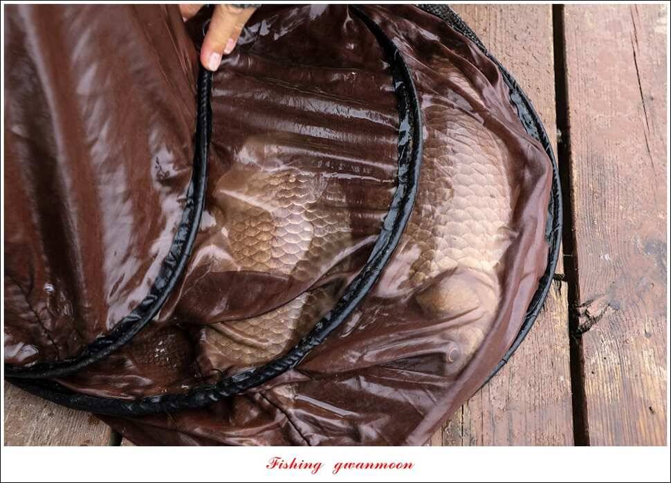 한버들 41 cm40 cm늘푸른 키로장어화곡지 사짜 (조황조행기 - 특파원조황)