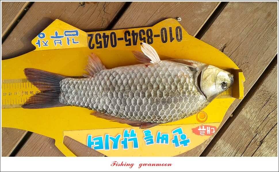 한버들 41 cm40 cm늘푸른 키로장어화곡지 사짜 (조황조행기 - 특파원조황)