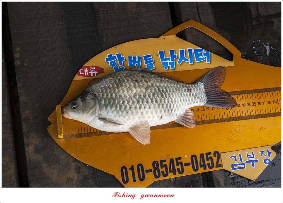 한버들 41 cm405 cm실리곡 마릿수 조황 (조황조행기 - 특파원조황)