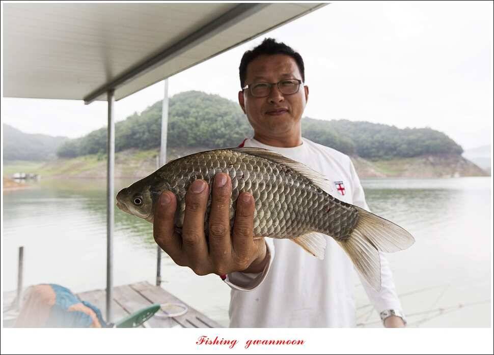 한버들 41 cm405 cm실리곡 마릿수 조황 (조황조행기 - 특파원조황)