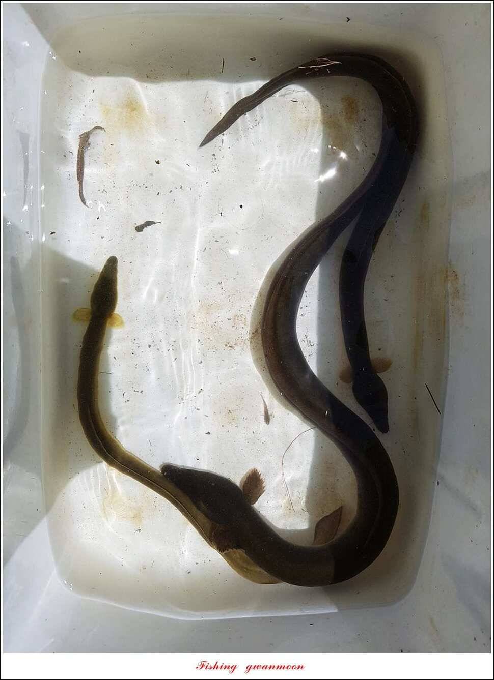 늘푸른화곡지실리곡신매 조황 (조황조행기 - 특파원조황)