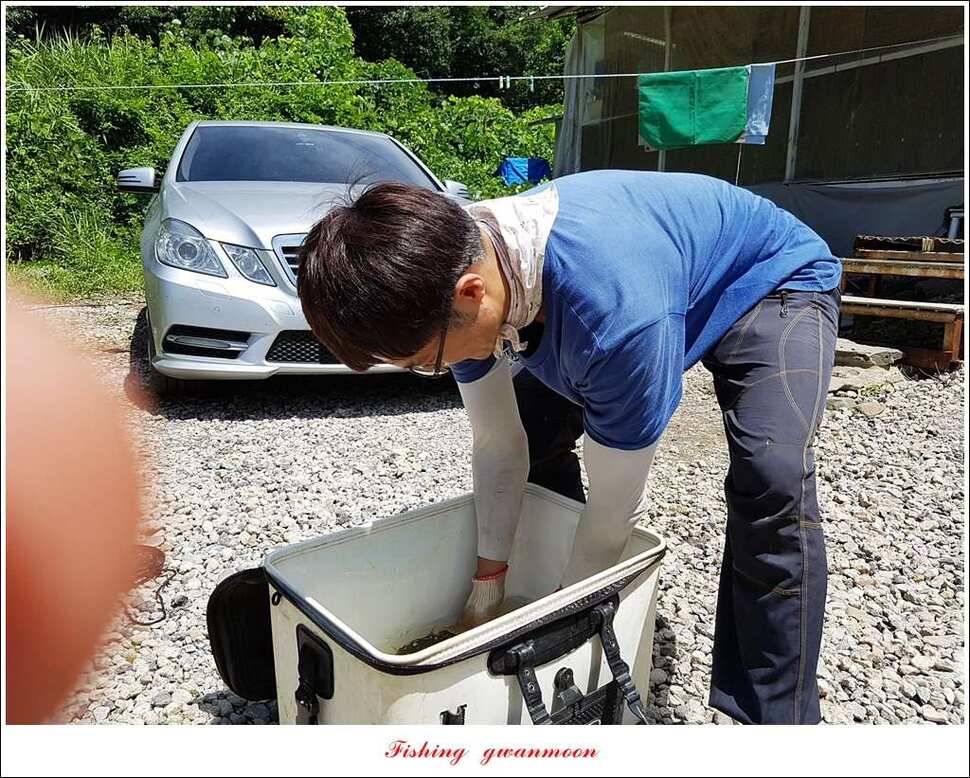 늘푸른화곡지실리곡신매 조황 (조황조행기 - 특파원조황)