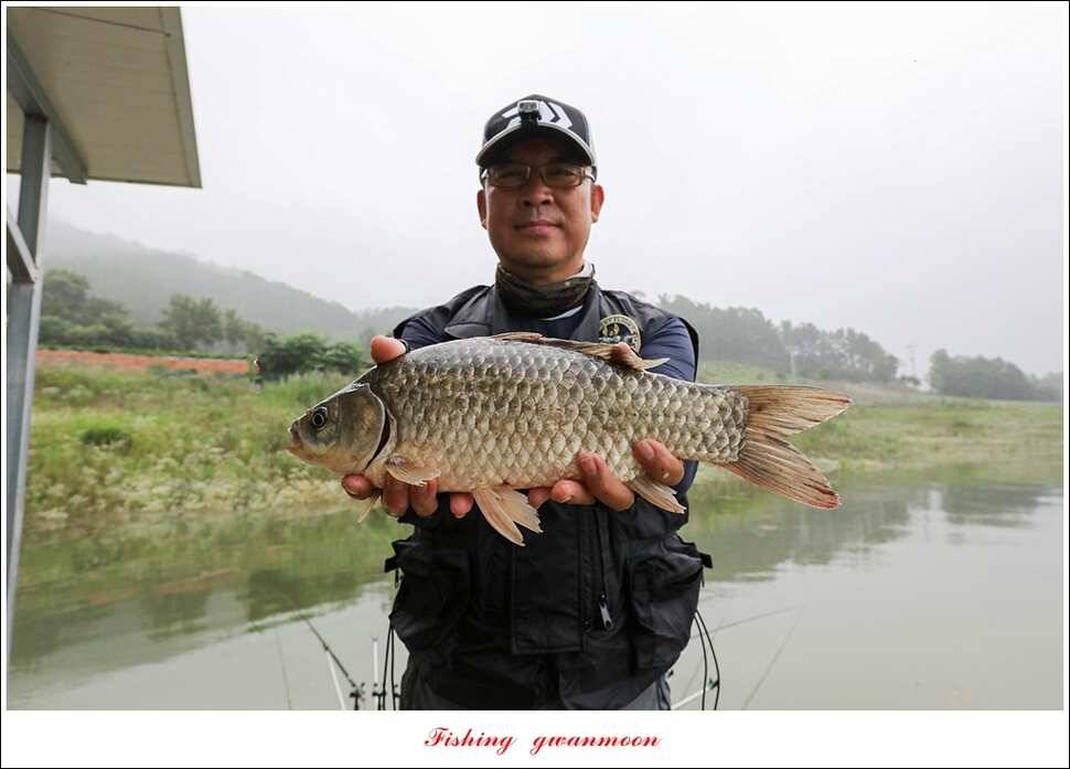 한버들 41 cm40 cm늘푸른 키로장어화곡지 사짜 (조황조행기 - 특파원조황)