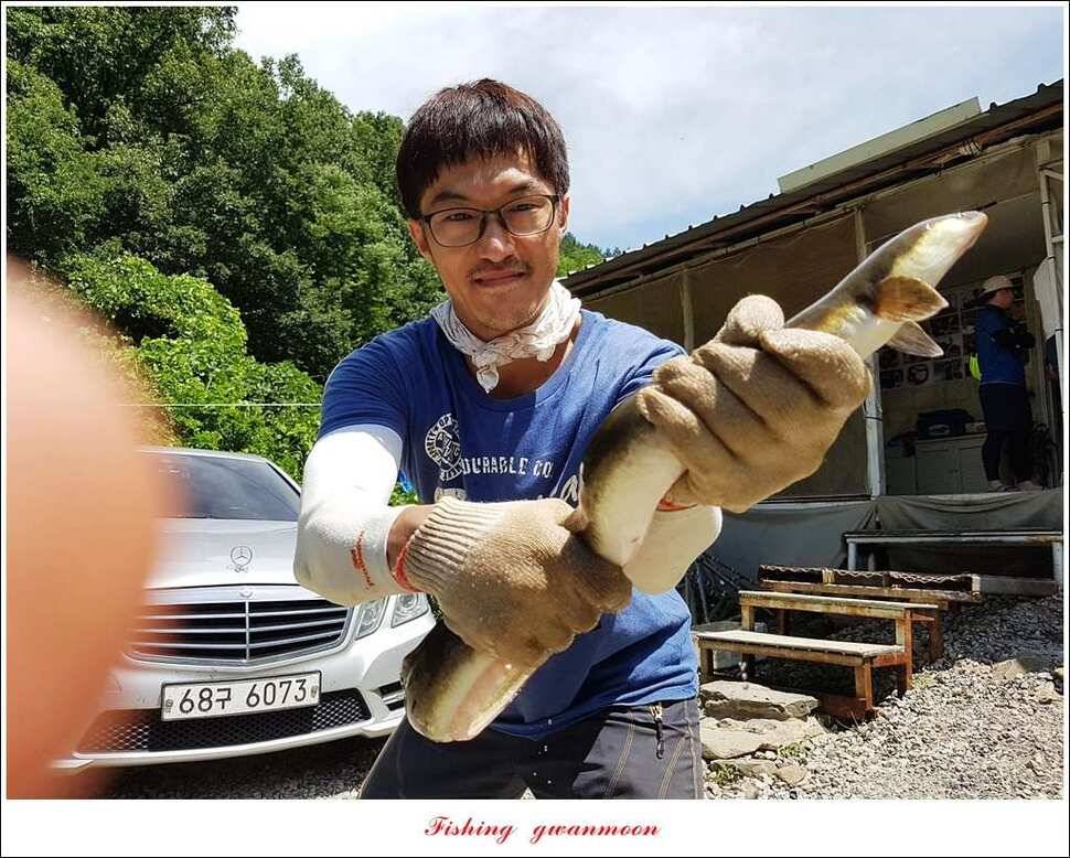 늘푸른화곡지실리곡신매 조황 (조황조행기 - 특파원조황)
