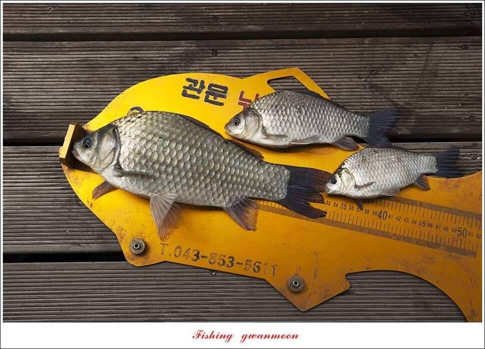 한버들 사짜 및 월척 대박화곡지 사짜신매 월척실리곡 월척 (조황조행기 - 특파원조황)