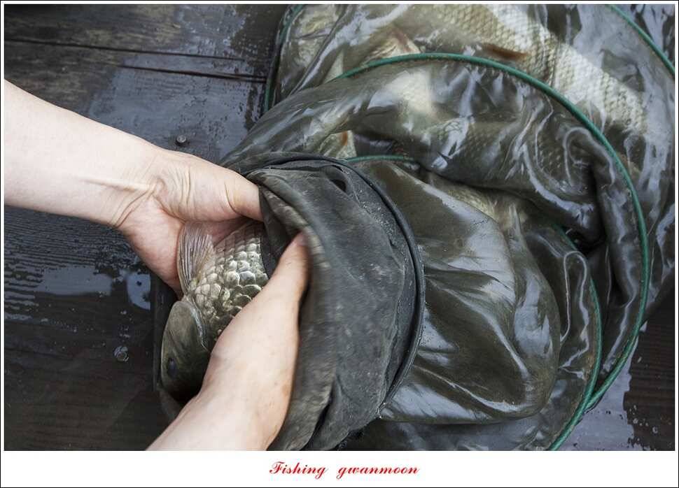 한버들 41 cm405 cm실리곡 마릿수 조황 (조황조행기 - 특파원조황)