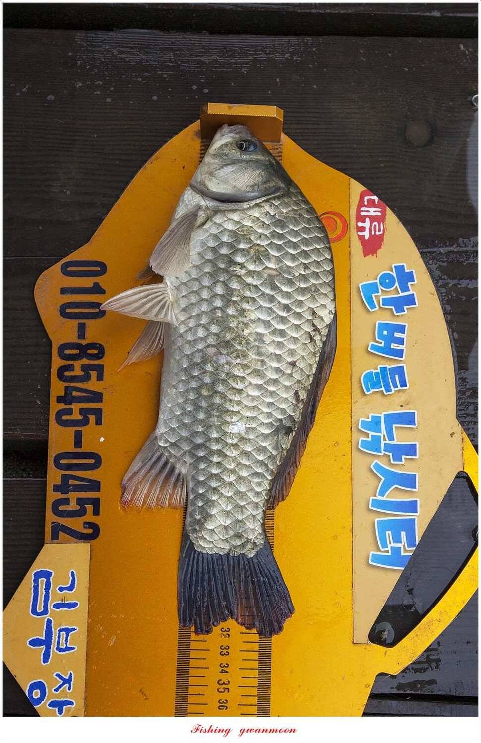한버들 41 cm405 cm실리곡 마릿수 조황 (조황조행기 - 특파원조황)