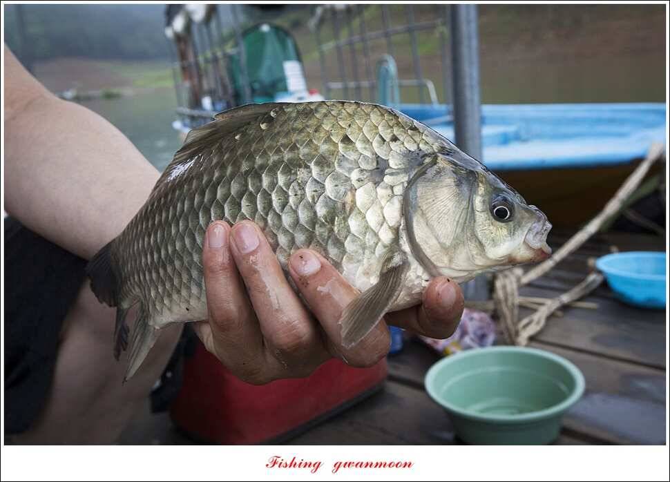 한버들 41 cm405 cm실리곡 마릿수 조황 (조황조행기 - 특파원조황)