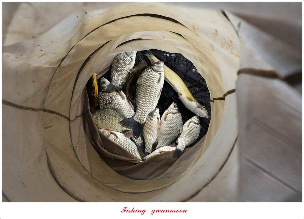 한버들 41 cm40 cm늘푸른 키로장어화곡지 사짜 (조황조행기 - 특파원조황)