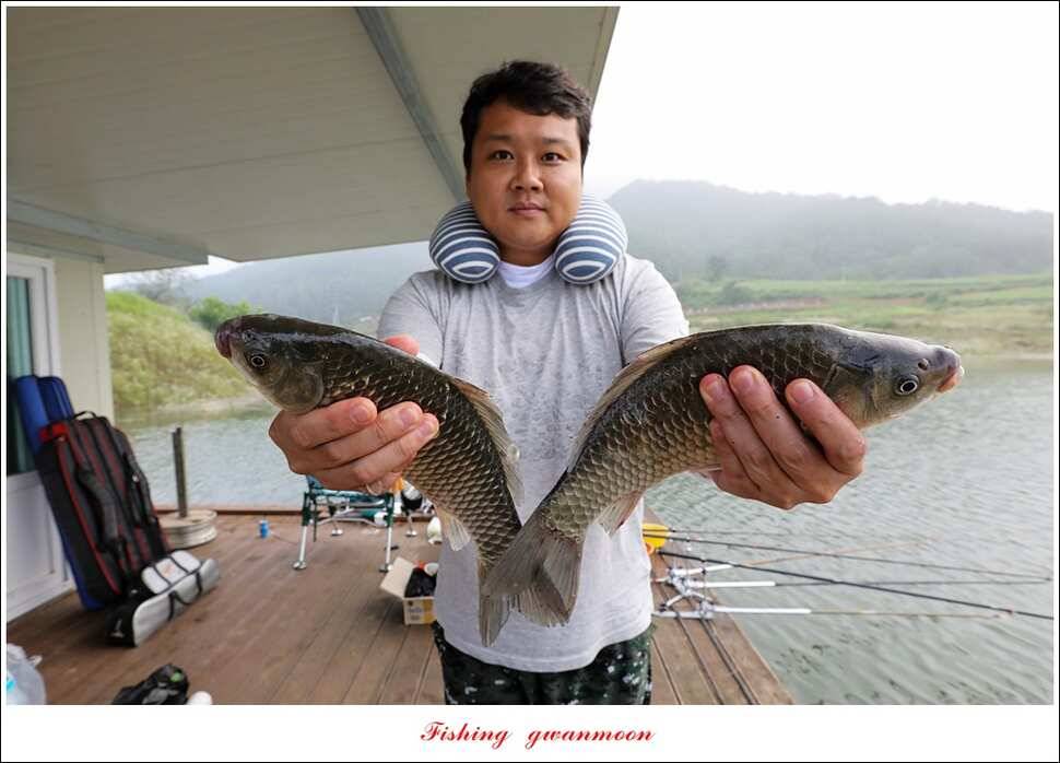 한버들 41 cm40 cm늘푸른 키로장어화곡지 사짜 (조황조행기 - 특파원조황)