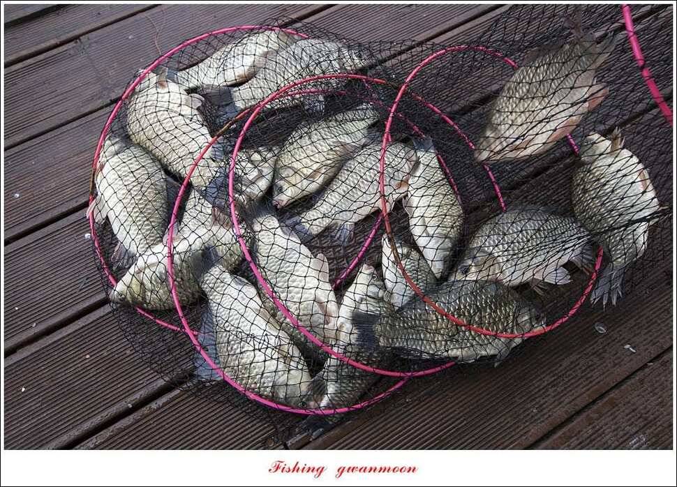 한버들 41 cm405 cm실리곡 마릿수 조황 (조황조행기 - 특파원조황)