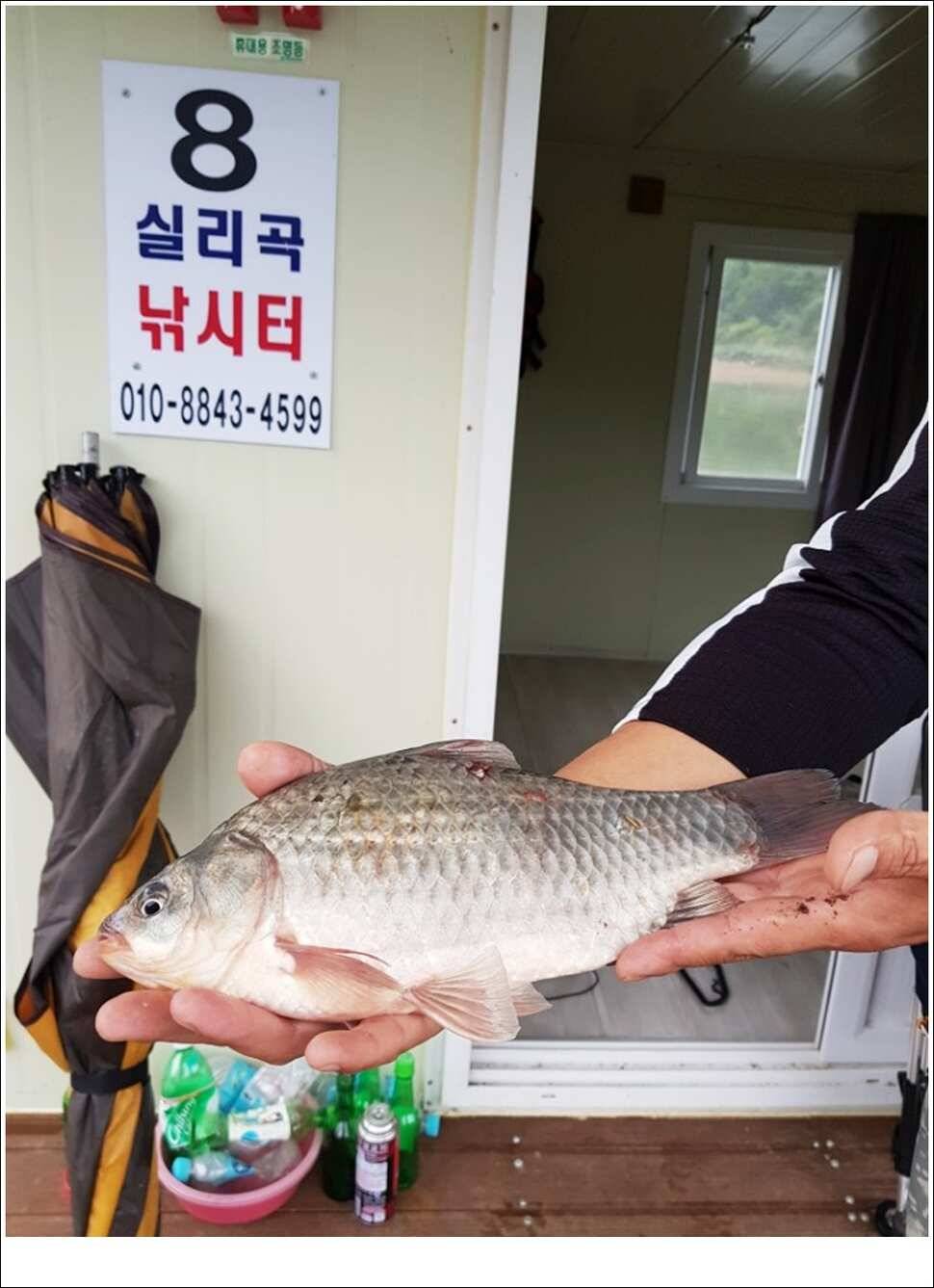 실리곡병호화곡지 조황 (조황조행기 - 특파원조황)