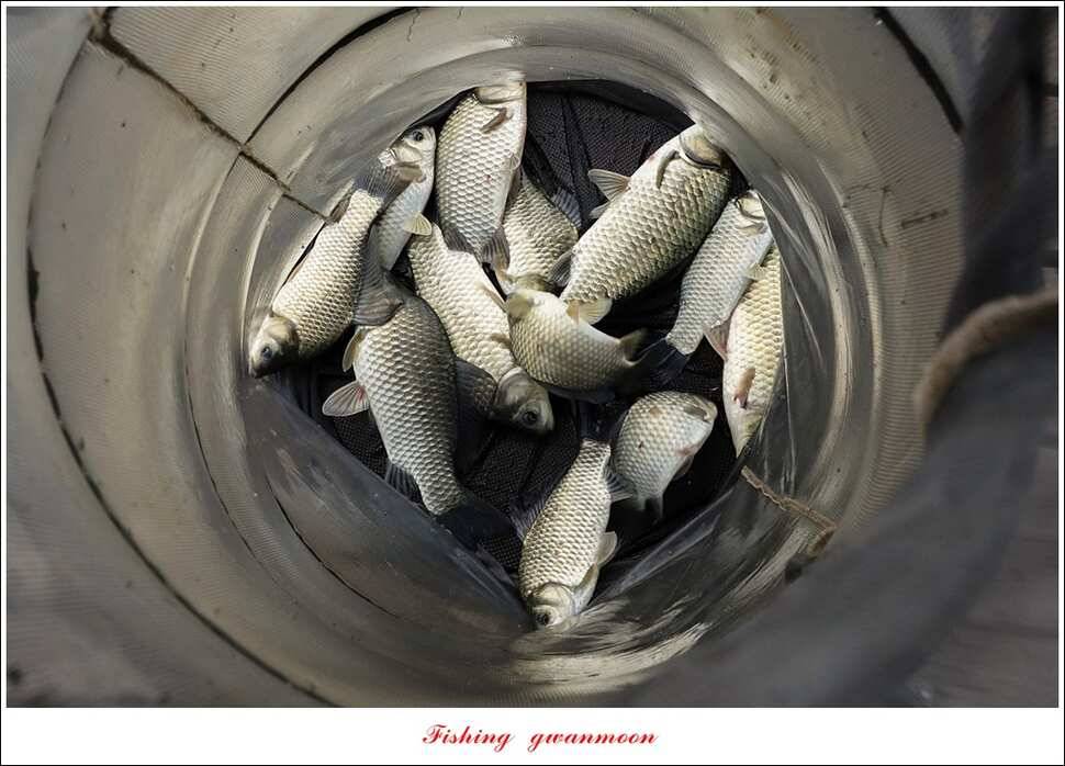 한버들 41 cm40 cm늘푸른 키로장어화곡지 사짜 (조황조행기 - 특파원조황)