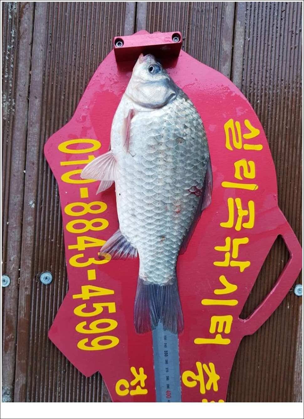 실리곡병호화곡지 조황 (조황조행기 - 특파원조황)