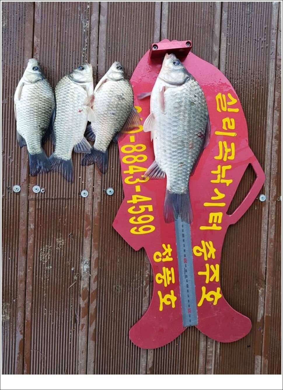 실리곡병호화곡지 조황 (조황조행기 - 특파원조황)