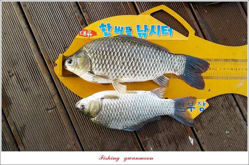 한버들 41 cm40 cm늘푸른 키로장어화곡지 사짜 (조황조행기 - 특파원조황)