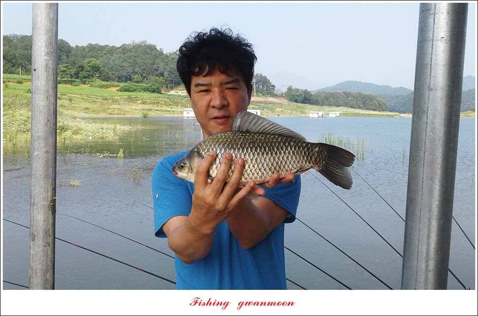 한버들 41 cm40 cm늘푸른 키로장어화곡지 사짜 (조황조행기 - 특파원조황)