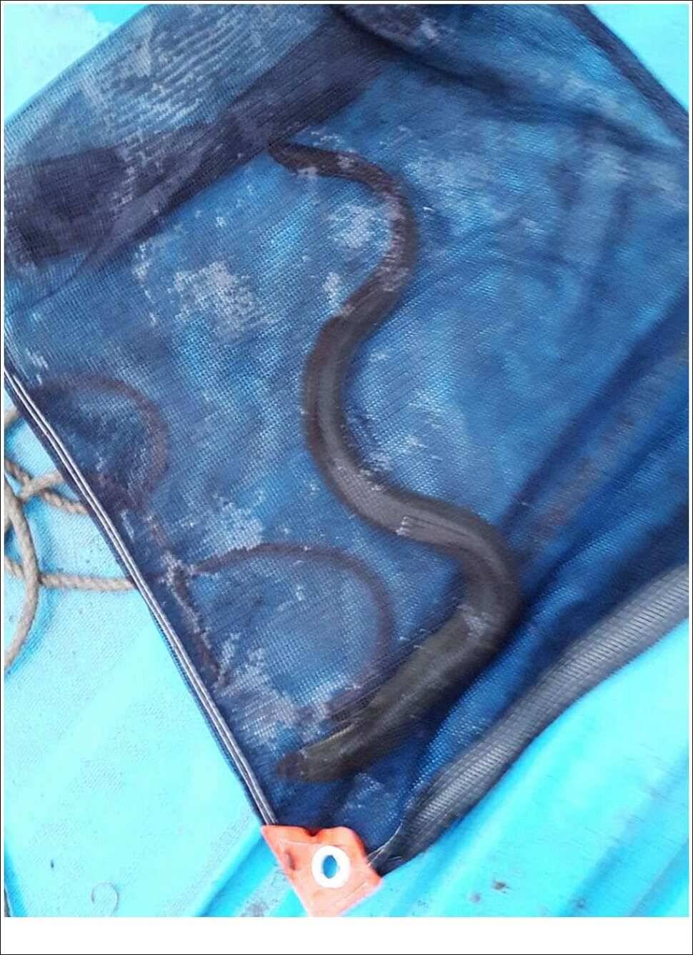 실리곡병호화곡지 조황 (조황조행기 - 특파원조황)