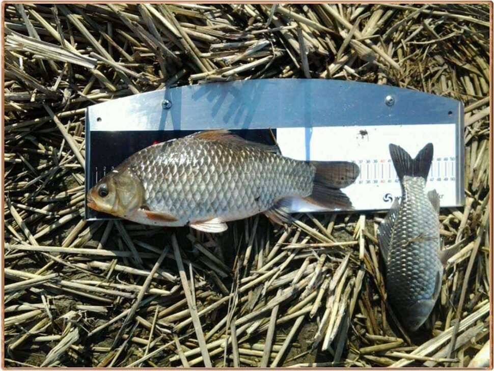 진위천 조황 소식 (조황조행기 - 특파원조황)
