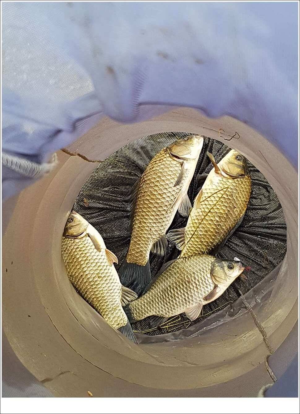 실리곡병호화곡지 조황 (조황조행기 - 특파원조황)